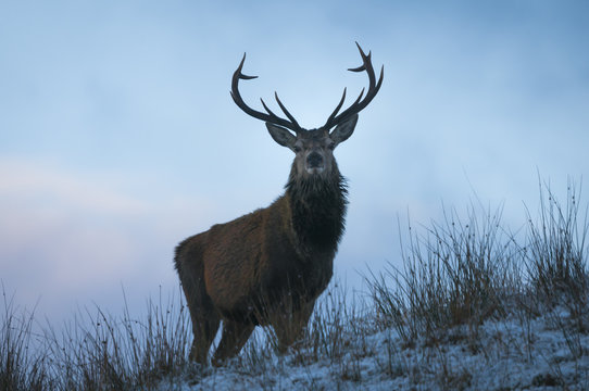 Red Deer / A Red Deer Stag, Cervus elaphus, standing proud on a hill looking straight to camera near Achnasheen, Scotland. 27 December 2014