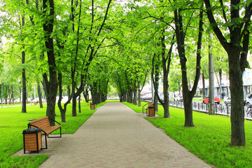 Beautiful park with many green trees. Spring walk