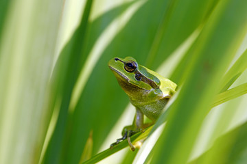 Europäischer Laubfrosch (Hyla arborea) im Schilf - European tree frog