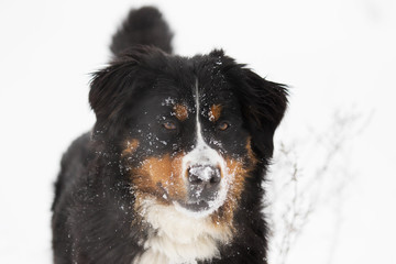 Bernese Mountain Dog in the snow in winter