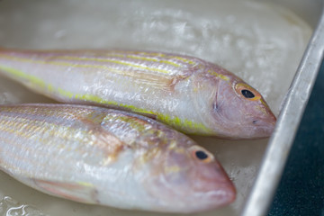 Studying fish in laboratory.