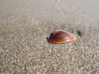 砂浜の貝