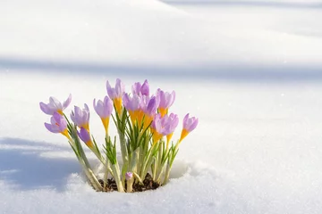 Photo sur Plexiglas Crocus First blue crocus flowers, spring saffron in fluffy snow