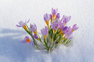 First blue crocus flowers, spring saffron in fluffy snow