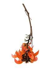 Butea monosperma is a species of Butea native to tropical and sub-tropical parts of the Indian Subcontinent and Southeast Asia.