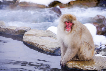 温泉に浸かるニホンザル