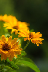 bouquet of bright yellow flowers Heliopsis helianthoides