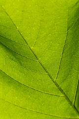 Fototapeta na wymiar Abstract texture of the leaves.Created by natural.