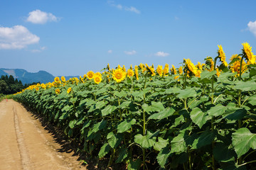 青い空と向日葵
