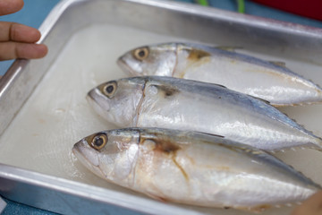 Studying fish in laboratory.