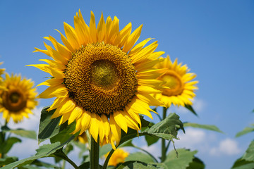 青い空と向日葵
