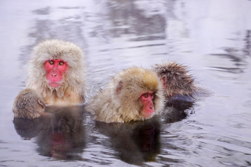 温泉に浸かるニホンザル