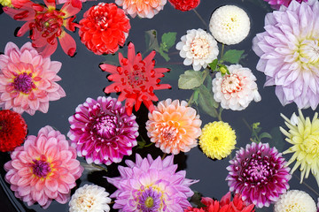 カラフルなダリアの花