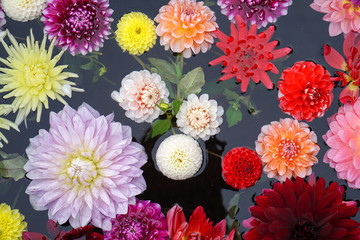 カラフルなダリアの花