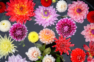 カラフルなダリアの花