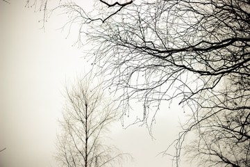 gray sky, tree branches against the sky, winter landscape, tree silhouette