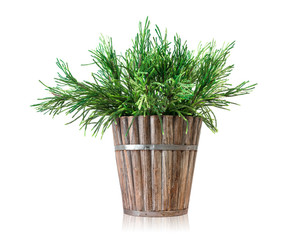 House plant pot isolated on white background. Pine tree in wooden pot.