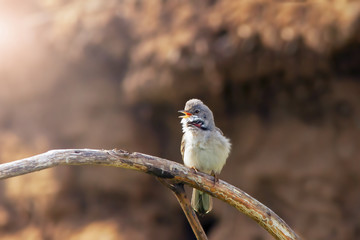 a little bird garden warbler sitting on a branch