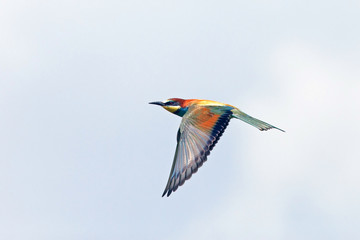 beautiful colorful bird in flight