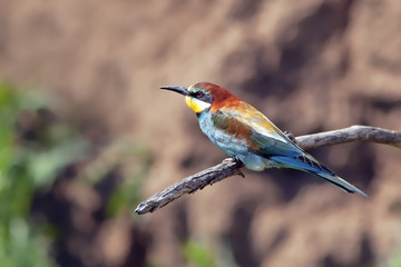 beautiful colorful bird the bee-eater sitting on a tree branch