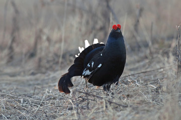 beautiful black grouse
