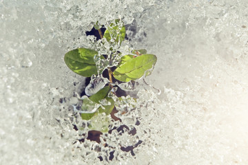 a small sprout with green leaves breaks through the snow, in early spring,