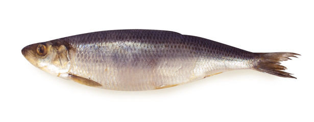 Herring on a white isolated background