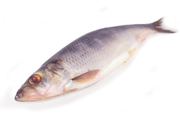 Herring on a white isolated background