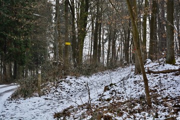 Schnee im Wald