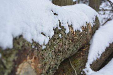 Schnee im Wald