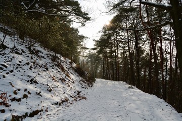Schnee im Wald