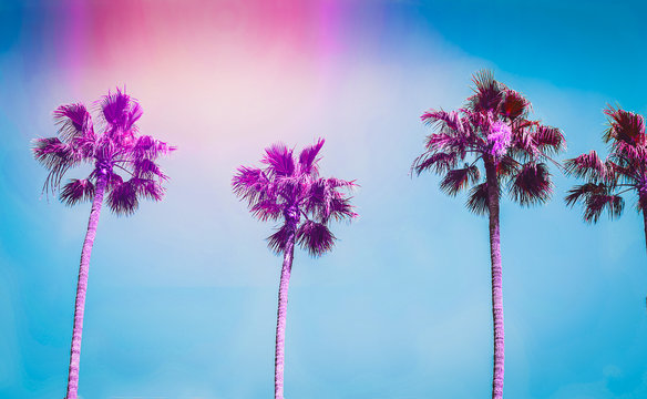 Ultra violet palms in the city of Los Angeles. Toning