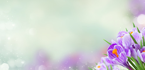 Obraz na płótnie Canvas Violet crocus flowers