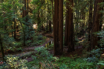 Muir woods National Monument near San Francisco in California, USA