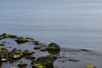 A lone gull on a stone near the old Nesbur coast.