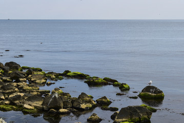 A lone gull on a stone near the old Nesbur coast.