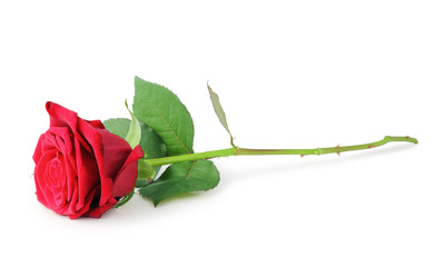 Wonderful red Rose (Rosaceae) isolated on white background, inclusive clipping path without shade, Germany