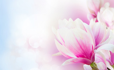 Blossoming pink magnolia Flowers