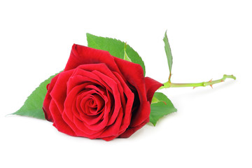 Beautiful red rose (Rosaceae) isolated on white background, inclusive clipping path without shade.
