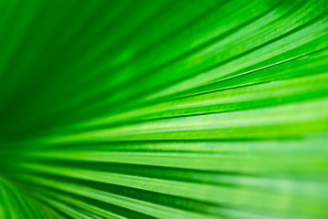 Obraz premium Abstract green nature background, palm leaf