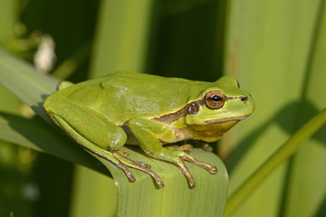 Europäischer Laubfrosch (Hyla arborea) - European tree frog