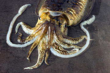 Delicious raw cuttlefish lies on the surface of a dark stone. Concept is fresh seafood, healthy food.