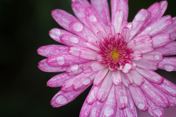 Fototapeta premium Fleur et rosée