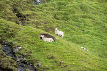 Fototapeta na wymiar Schaffe auf den Faroern