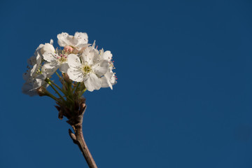 blossom spring white