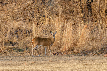 White tail deer in a field.