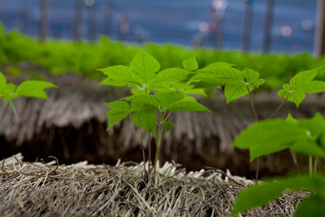 Ginseng farm in south korea