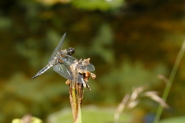 Libelle im Landeanflug