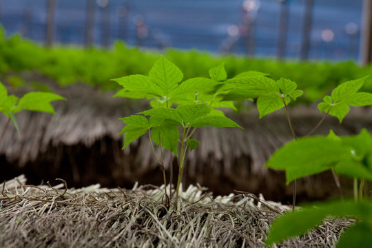 Ginseng Farm In South Korea