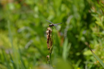 große Libelle in der Sonne